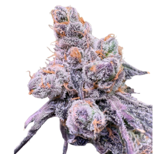 Black Maple #22 - Bloom Seed Co.