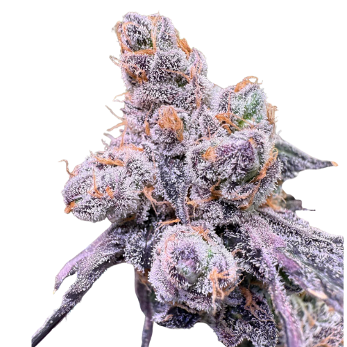 Black Maple #22 - Bloom Seed Co.